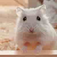 cst-hamster