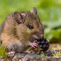 cst-mouse